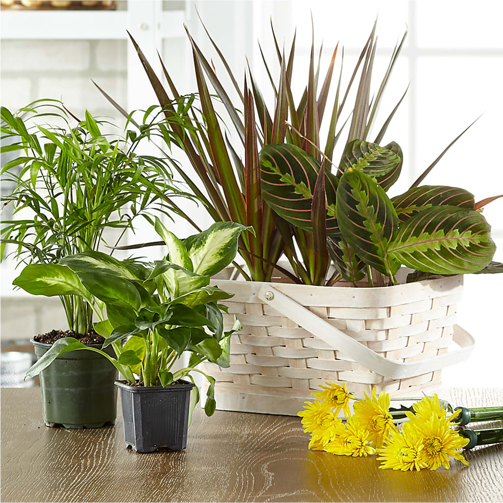 Florist Designed Blooming and Green Plants in a Basket – Rita Fleuriste Montreal, Montreal PQ