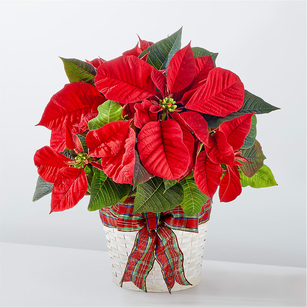 Happiest Holidays Poinsettia – Rita Fleuriste Montreal, Montreal PQ