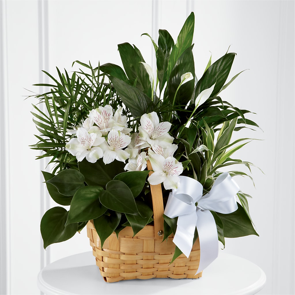 Peace & Serenity Dishgarden – Rita Fleuriste Montreal, Montreal PQ