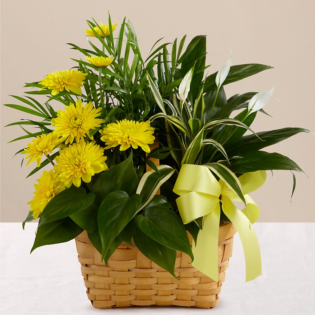 Loving Light Dishgarden – Rita Fleuriste Montreal, Montreal PQ