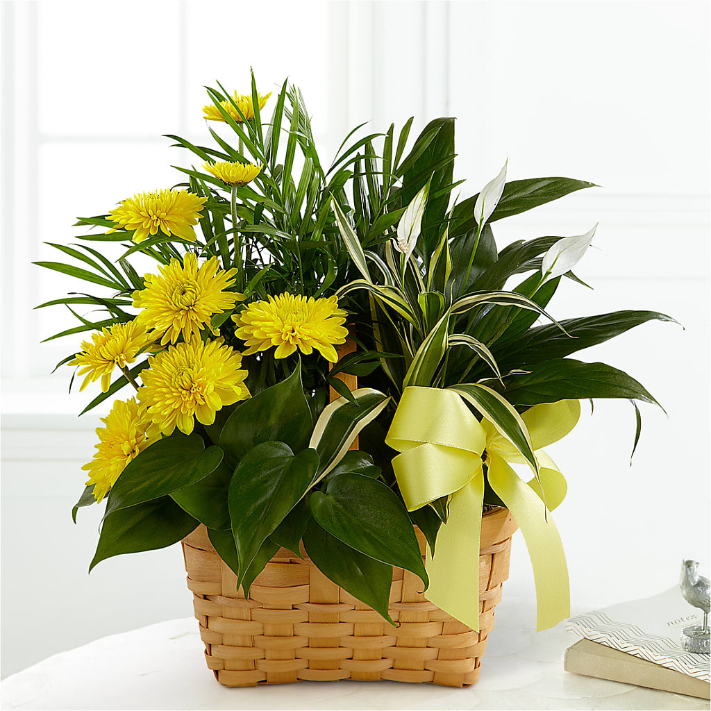 Loving Light Dishgarden – Rita Fleuriste Montreal, Montreal PQ