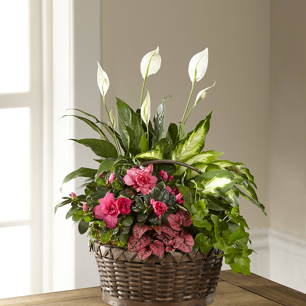 Dream in Pink Dishgarden – Rita Fleuriste Montreal, Montreal PQ