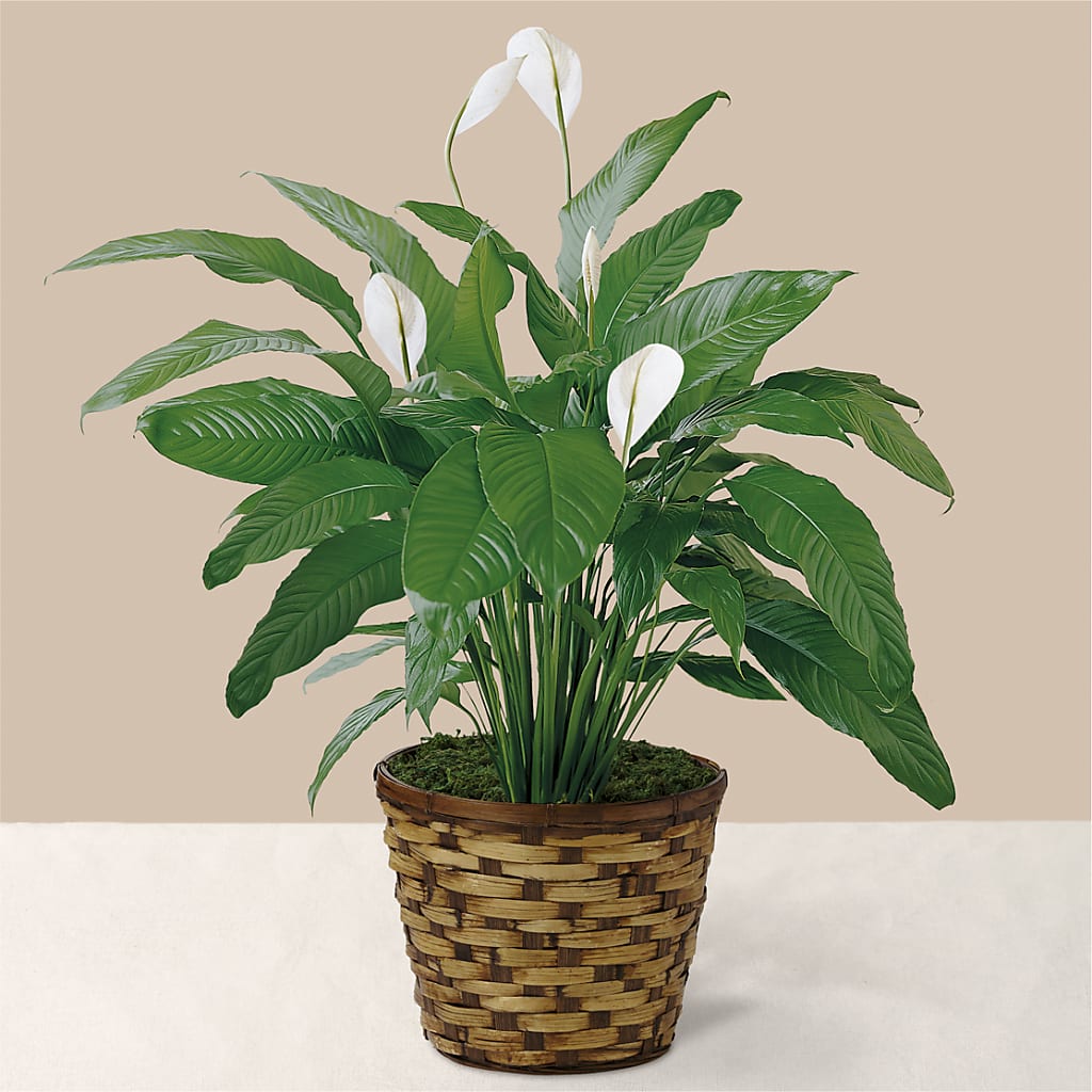 Tranquil Moments Peace Lily Plant – Rita Fleuriste Montreal, Montreal PQ