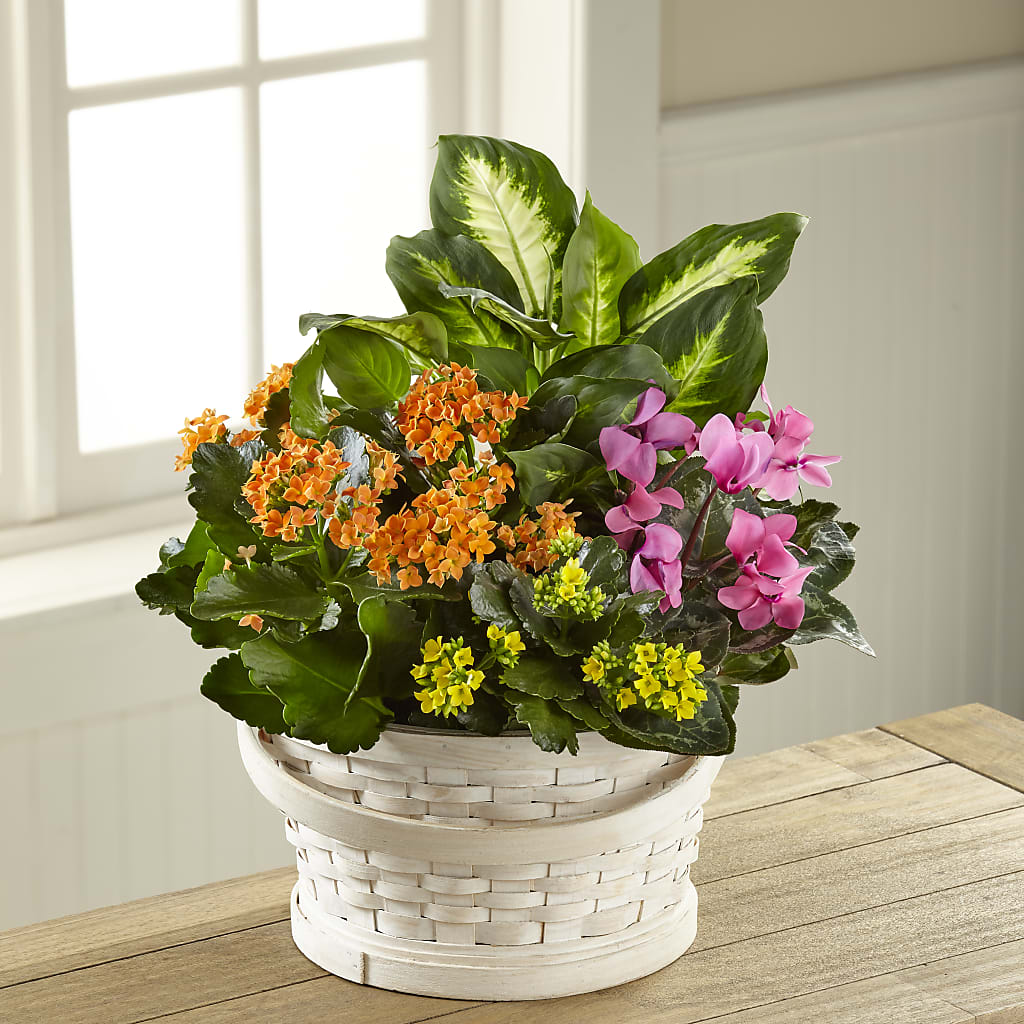 Color Crush Dishgarden – Rita Fleuriste Montreal, Montreal PQ