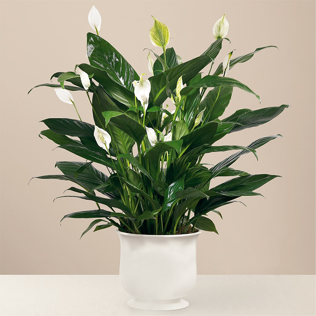 Comfort Planter – Rita Fleuriste Montreal, Montreal PQ