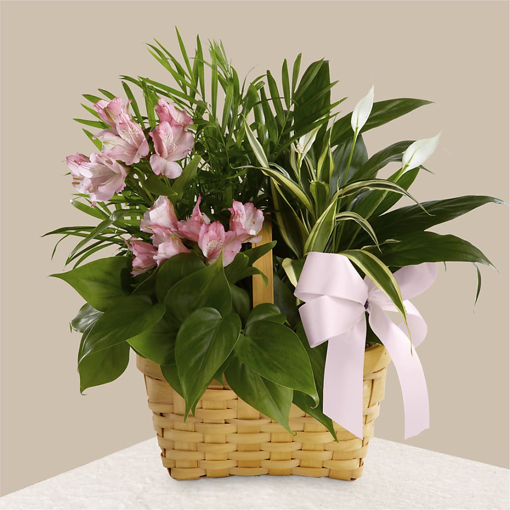 Living Spirit Dishgarden – Rita Fleuriste Montreal, Montreal PQ