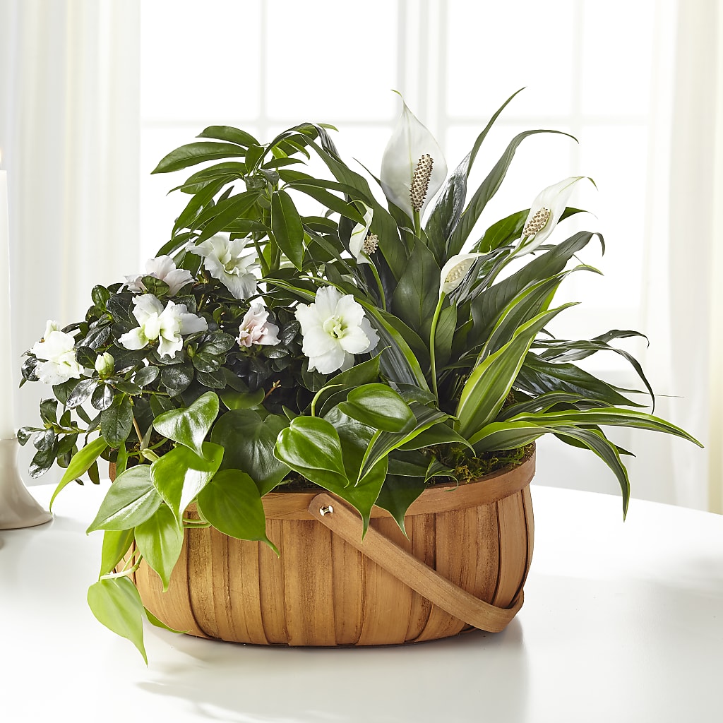 Serene Dishgarden – Rita Fleuriste Montreal, Montreal PQ