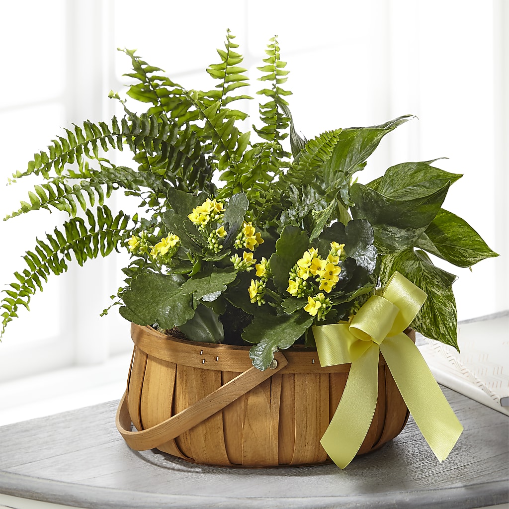 Always Dear Dishgarden – Rita Fleuriste Montreal, Montreal PQ