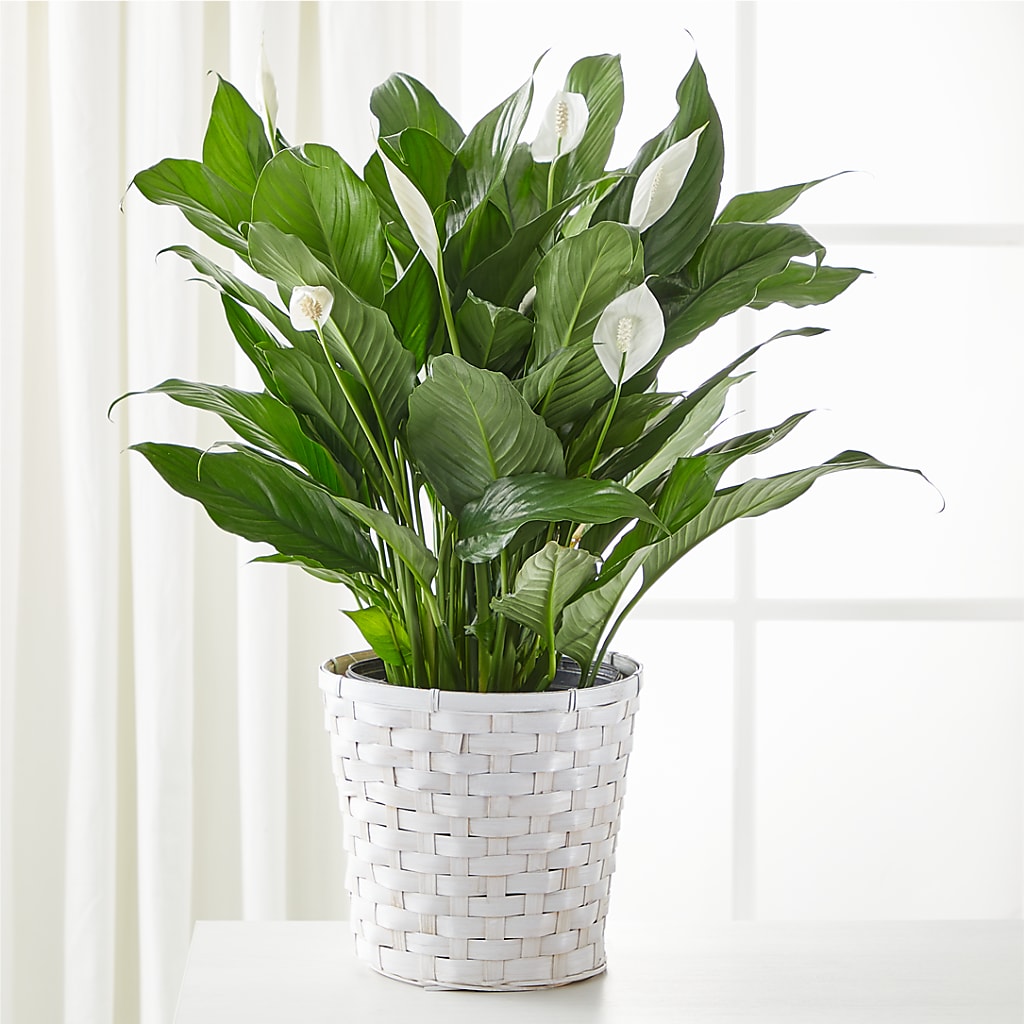 A New Leaf Peace Lily – Rita Fleuriste Montreal, Montreal PQ