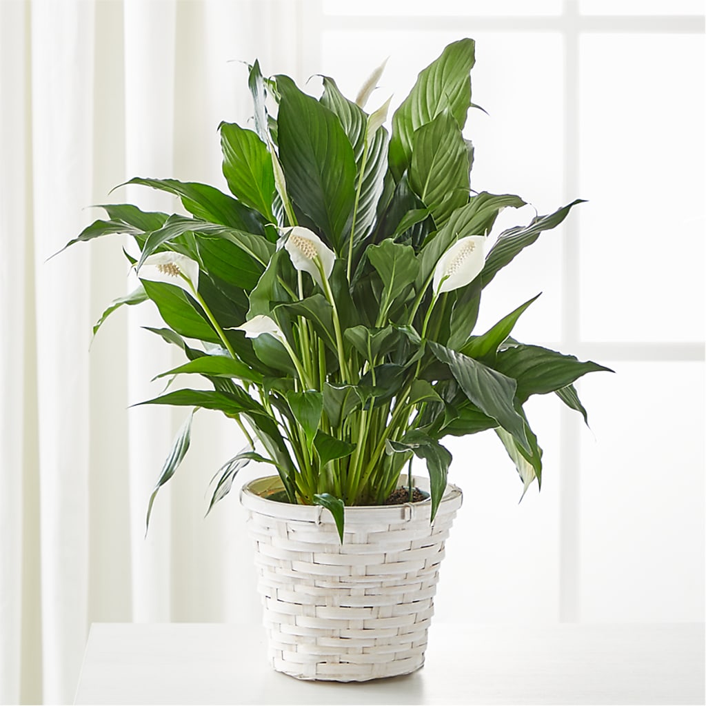 A New Leaf Peace Lily – Rita Fleuriste Montreal, Montreal PQ