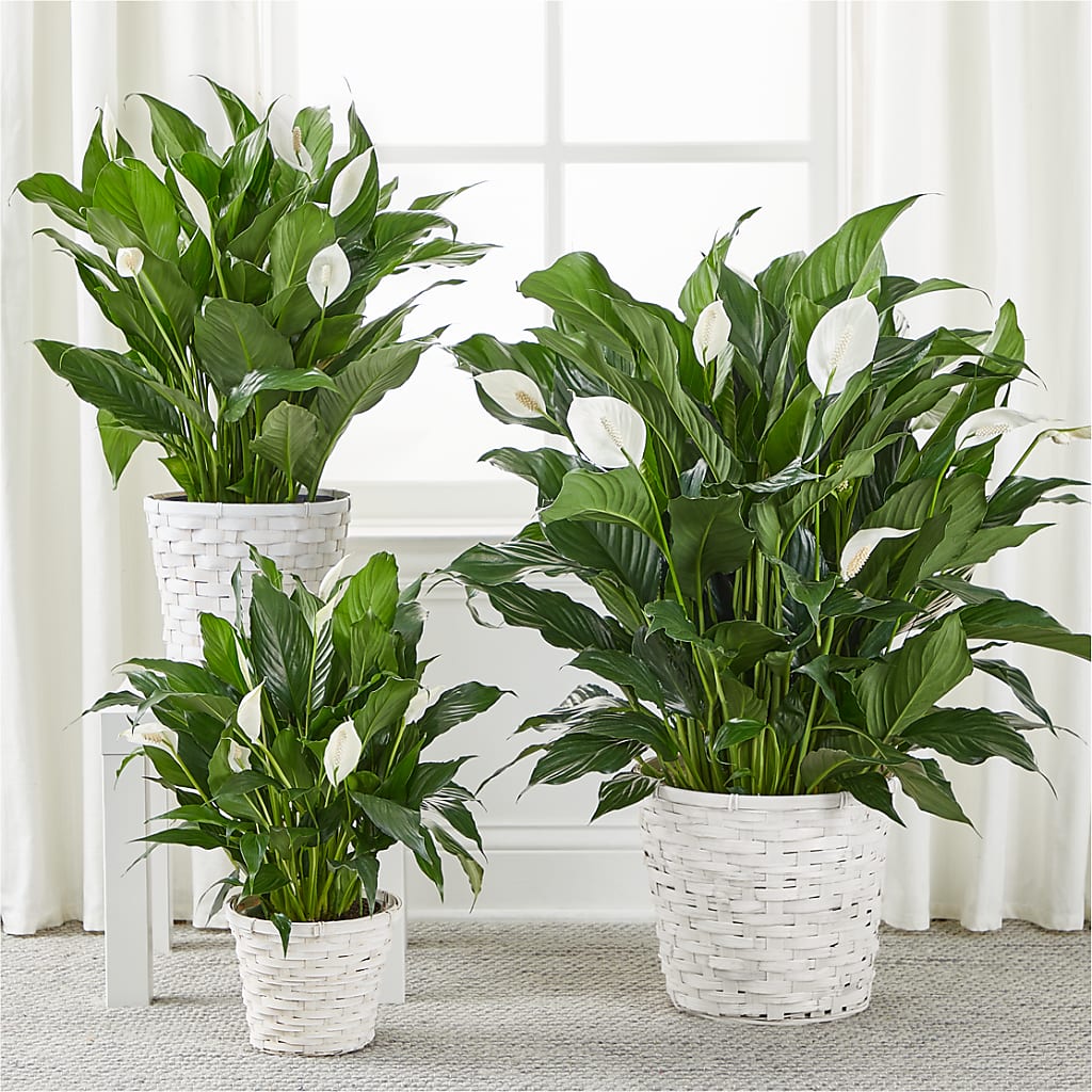 A New Leaf Peace Lily – Rita Fleuriste Montreal, Montreal PQ