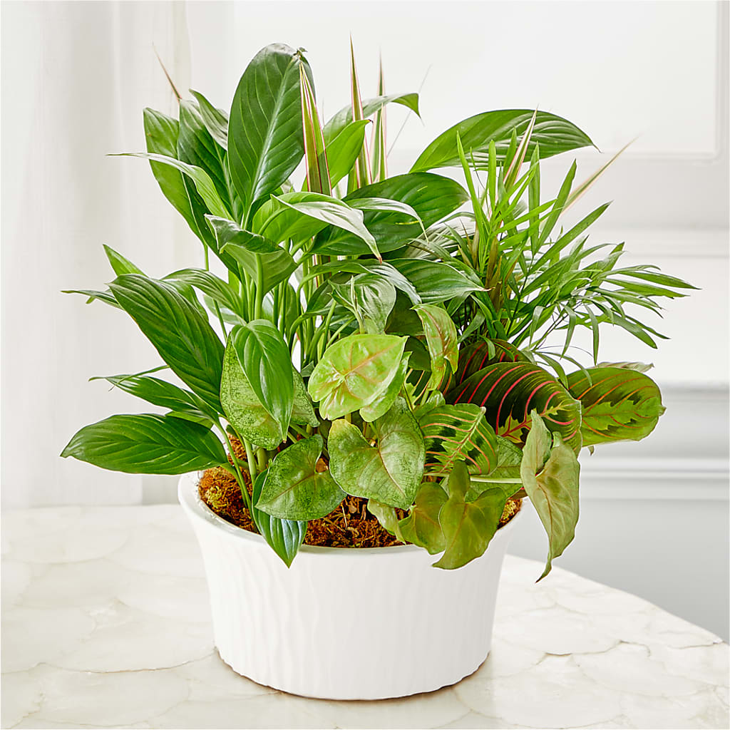 Balance & Harmony Dishgarden – Rita Fleuriste Montreal, Montreal PQ