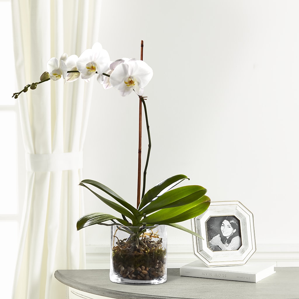 White Orchid Planter – Rita Fleuriste Montreal, Montreal PQ