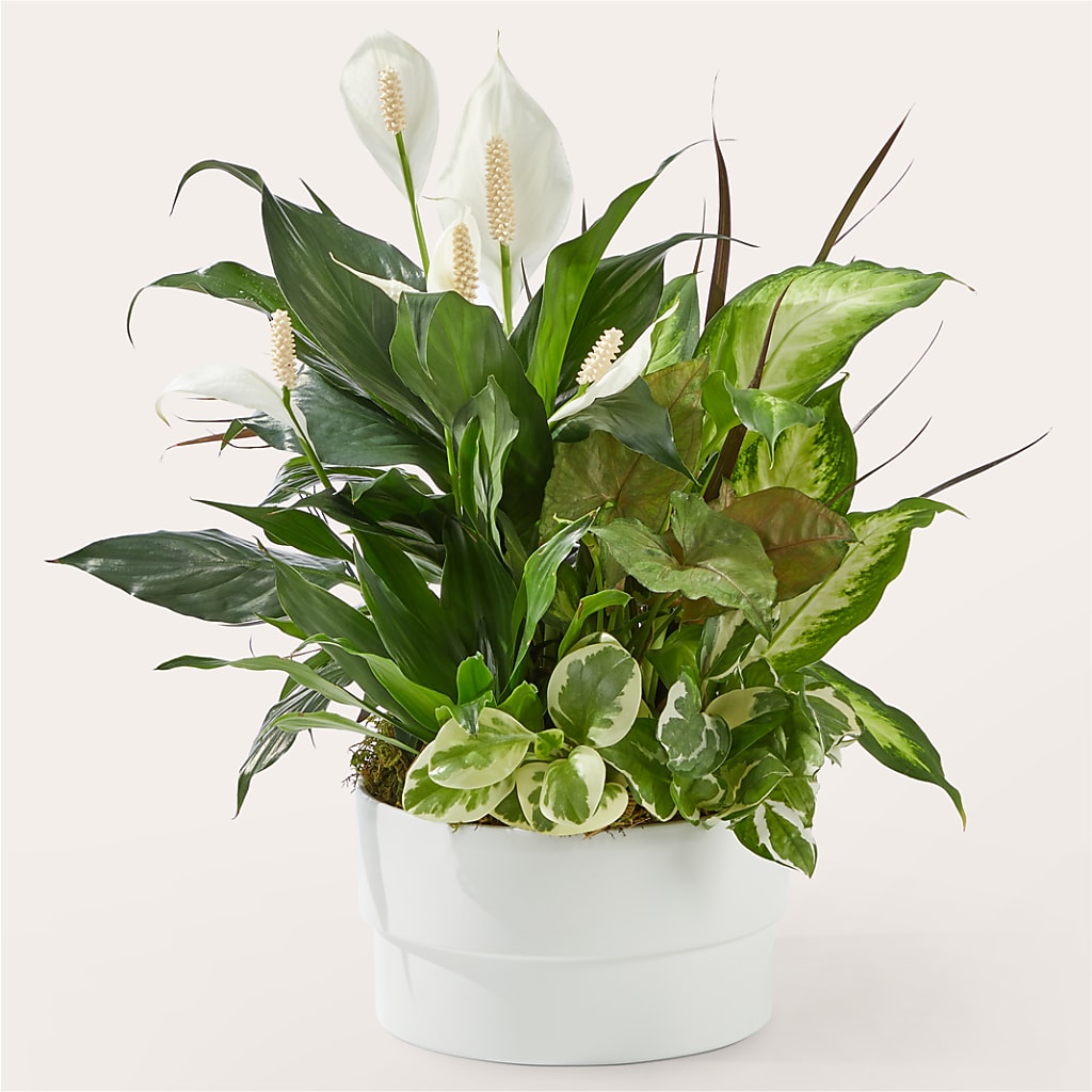 Radiating Positivity Dishgarden – Rita Fleuriste Montreal, Montreal PQ