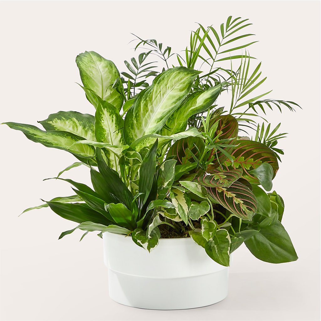 Radiating Positivity Dishgarden – Rita Fleuriste Montreal, Montreal PQ