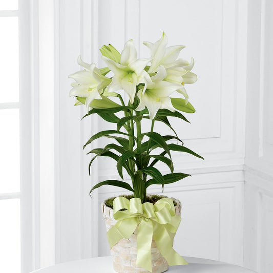 Easter Lily Plant –  Rita Fleuriste Montreal, Montreal PQ