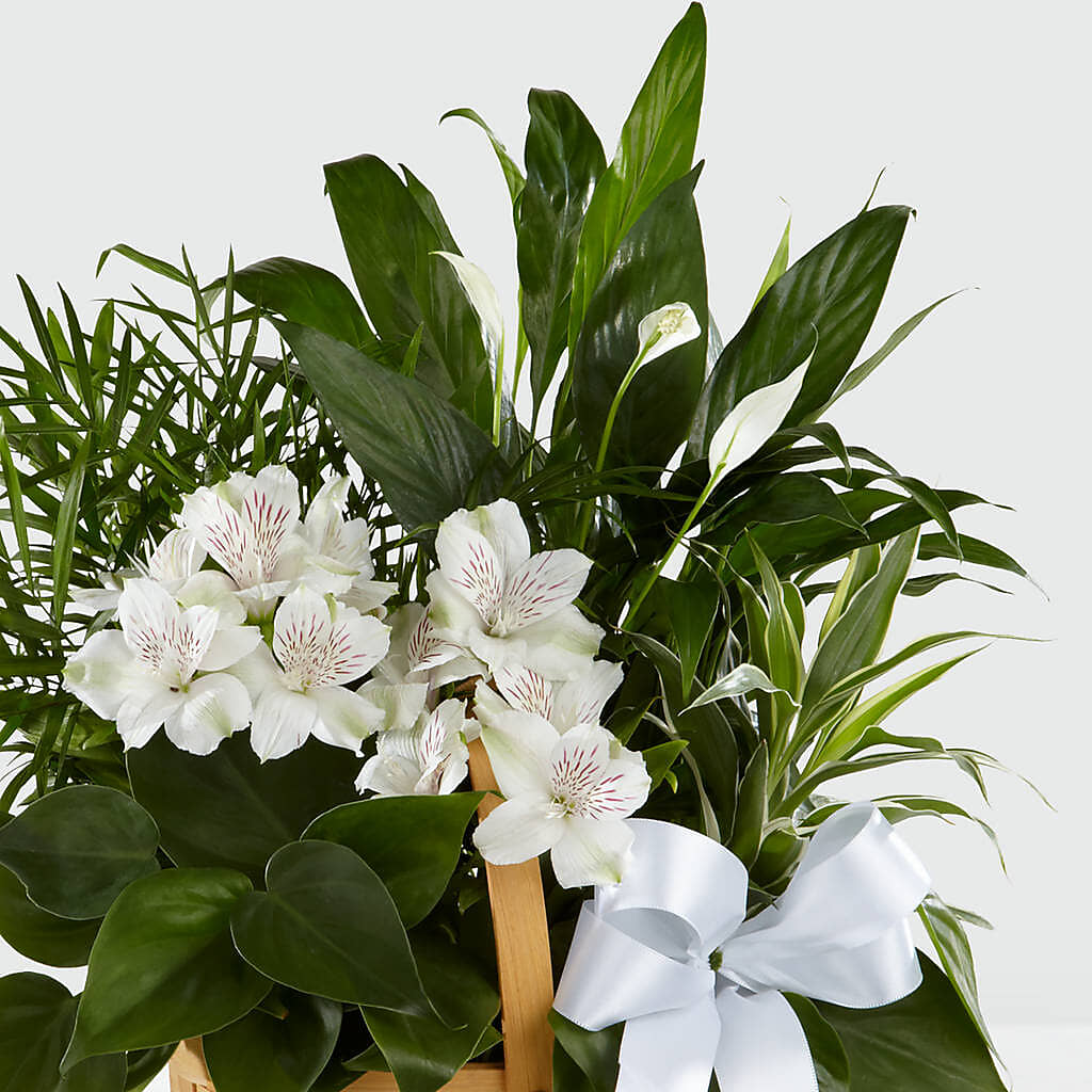 Peace & Serenity Dishgarden –  Rita Fleuriste Montreal, Montreal PQ