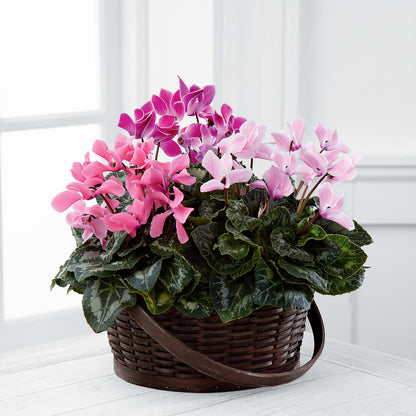 Mixed Cyclamen Planter –  Rita Fleuriste Montreal, Montreal PQ