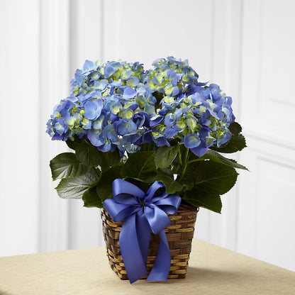 Blue Hydrangea Planter –  Rita Fleuriste Montreal, Montreal PQ