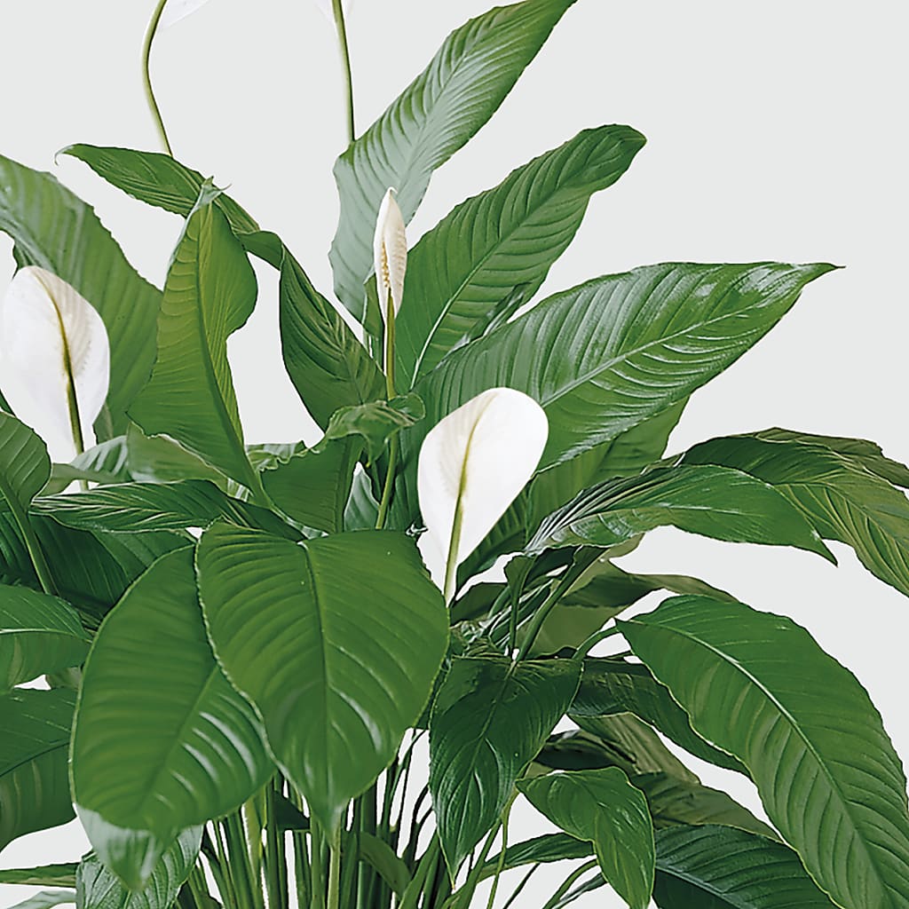 Tranquil Moments Peace Lily Plant –  Rita Fleuriste Montreal, Montreal PQ