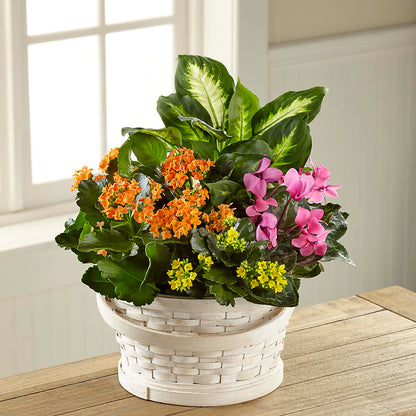 Color Crush Dishgarden –  Rita Fleuriste Montreal, Montreal PQ