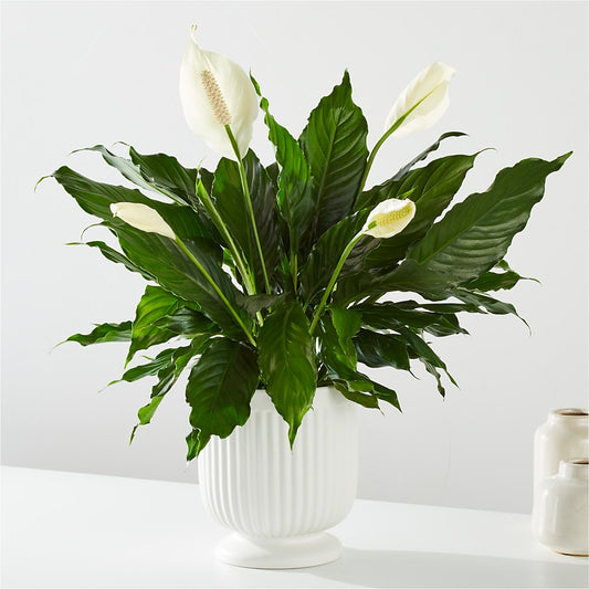 Comfort Planter –  Rita Fleuriste Montreal, Montreal PQ