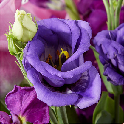 Twilight Glow Bouquet –  Rita Fleuriste Montreal, Montreal PQ