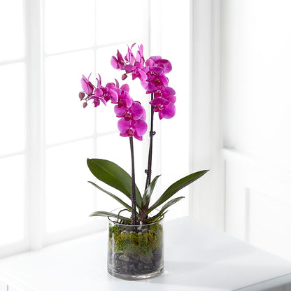 Pink Orchid Plant –  Rita Fleuriste Montreal, Montreal PQ