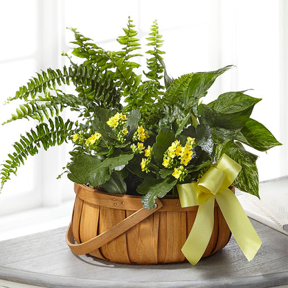 Always Dear Dishgarden –  Rita Fleuriste Montreal, Montreal PQ