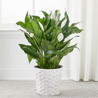 A New Leaf Peace Lily –  Rita Fleuriste Montreal, Montreal PQ