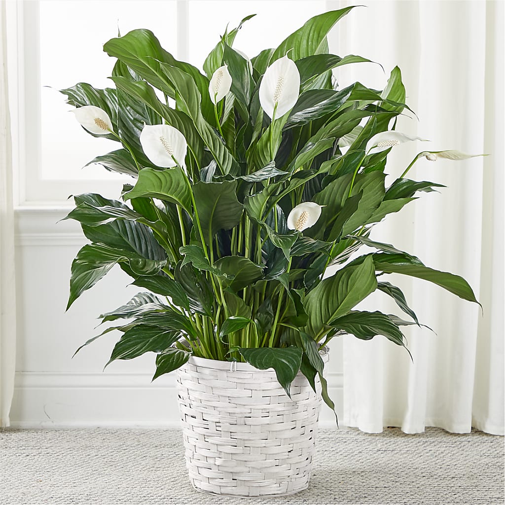 peace lily en francais A New Leaf Peace Lily