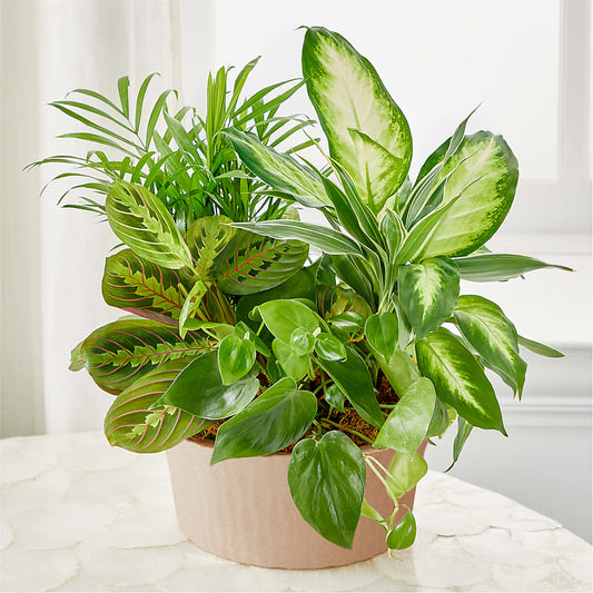 Balance & Harmony Dishgarden –  Rita Fleuriste Montreal, Montreal PQ