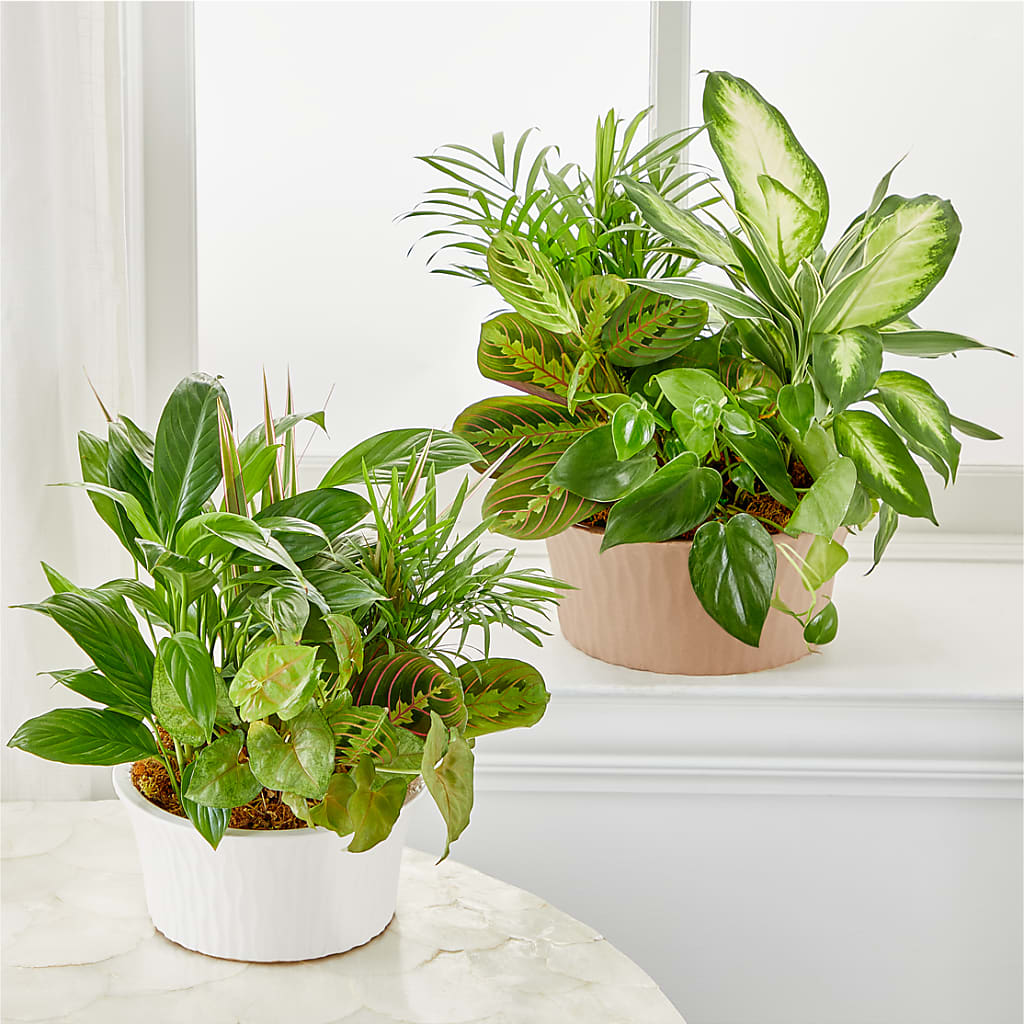 Balance & Harmony Dishgarden –  Rita Fleuriste Montreal, Montreal PQ