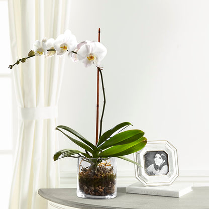 White Orchid Planter –  Rita Fleuriste Montreal, Montreal PQ